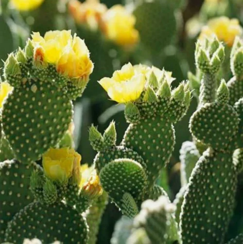 Opuntia Microdasys Var Pallida Polka Dot Cactus Plant