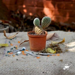 Opuntia Microdasys Alba Spina Bunny Ear Cactus Plant 5 Opuntia Microdasys Alba Spina Bunny Ear Cactus Plant -Plant Life Decor Shop Opuntia Microdasys 1