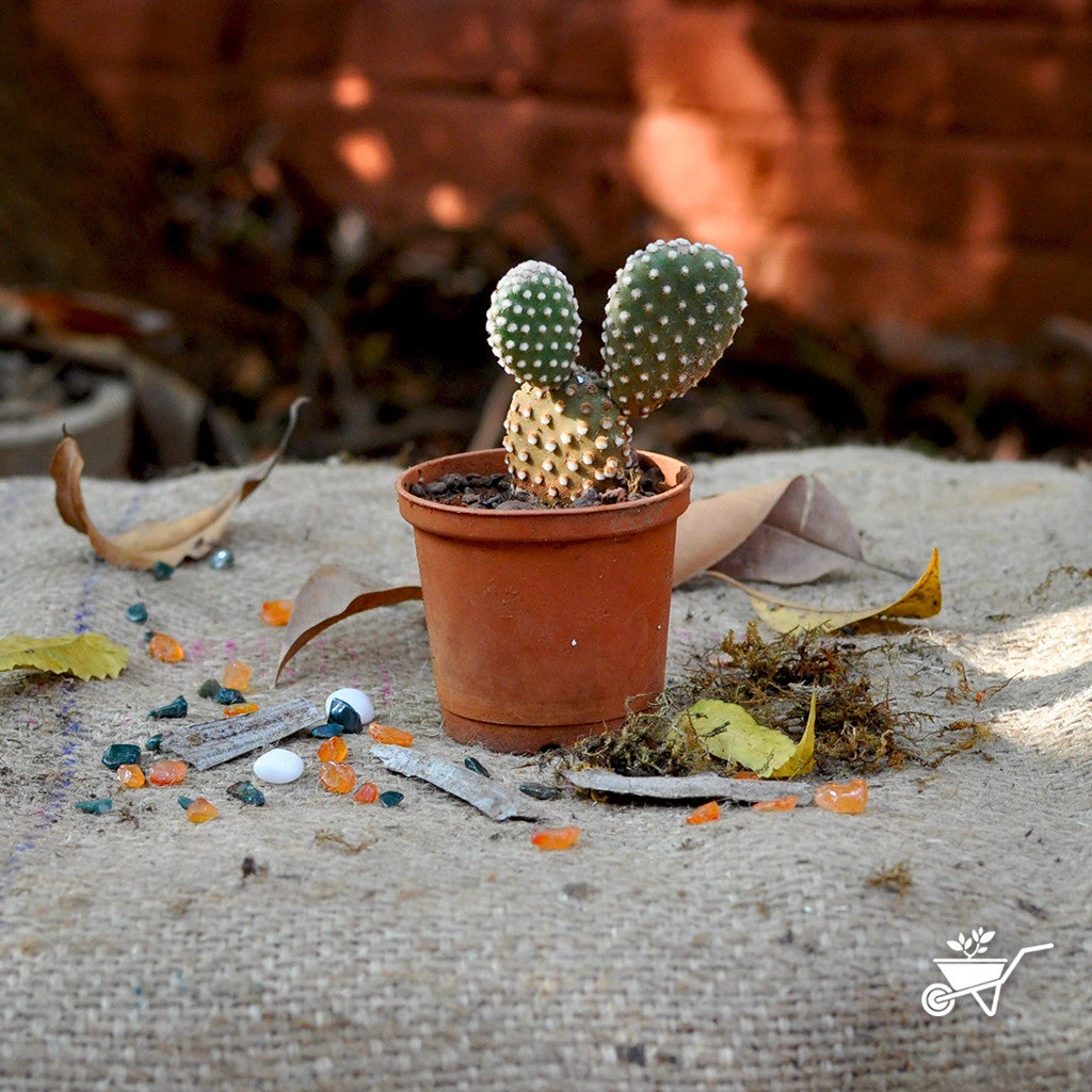 Opuntia Microdasys Alba Spina Bunny Ear Cactus Plant 3 Opuntia Microdasys Alba Spina Bunny Ear Cactus Plant - Image 3