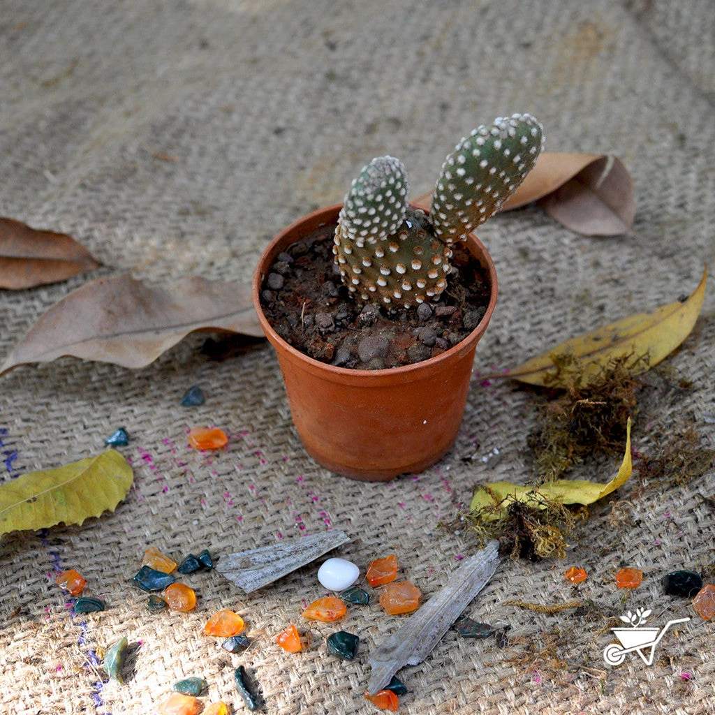 Opuntia Microdasys Alba Spina Bunny Ear Cactus Plant 1 Opuntia Microdasys Alba Spina Bunny Ear Cactus Plant