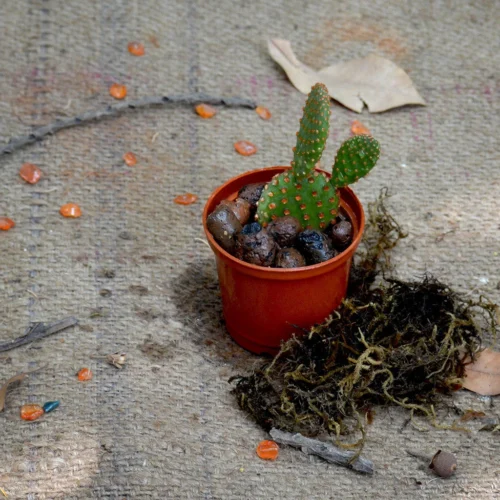 Opuntia Microdasys Rufida Flor Red Bunny Ears Cactus Plant -Plant Life Decor Shop Opuntia Microdasys red 2