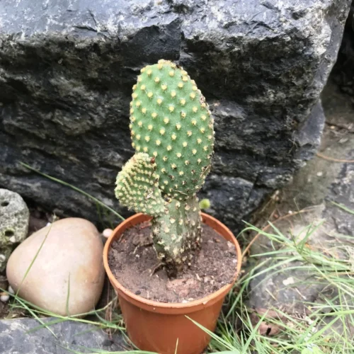 Opuntia Microdasys Var Pallida Polka Dot Cactus Plant -Plant Life Decor Shop Opuntia Microdasys var. pallida 2