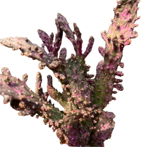 Opuntia Monacantha F. Monstruosa Variegata Cactus Plant 15 Opuntia Monacantha F. Monstruosa Variegata Cactus Plant -Plant Life Decor Shop Opuntia Monacantha f. Monstruosa Variegata 1