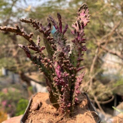 Opuntia Monacantha F. Monstruosa Variegata Cactus Plant