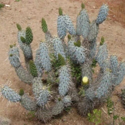 Miqueliopuntia Miquelii Cactus Plant -Plant Life Decor Shop Opuntiamiquelii 1