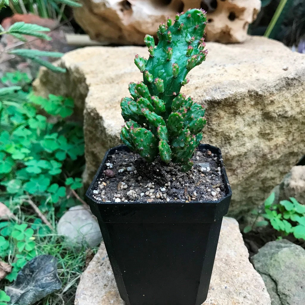 Opuntia Monacantha F. Monstruosa Variegata Cactus Plant 3 Opuntia Monacantha F. Monstruosa Variegata Cactus Plant - Image 3