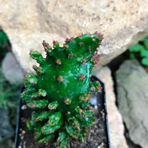Opuntia Monacantha F. Monstruosa Variegata Cactus Plant 14 Opuntia Monacantha F. Monstruosa Variegata Cactus Plant -Plant Life Decor Shop Opuntiamonacanthaf.monstruosavariegata 2