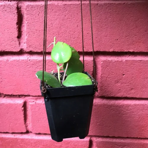 Aeschynanthus Lobbianus Plant 5 Aeschynanthus Lobbianus Plant -Plant Life Decor Shop OrangeLipstick 1