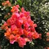 Bougainvillea Orange Glory Plant