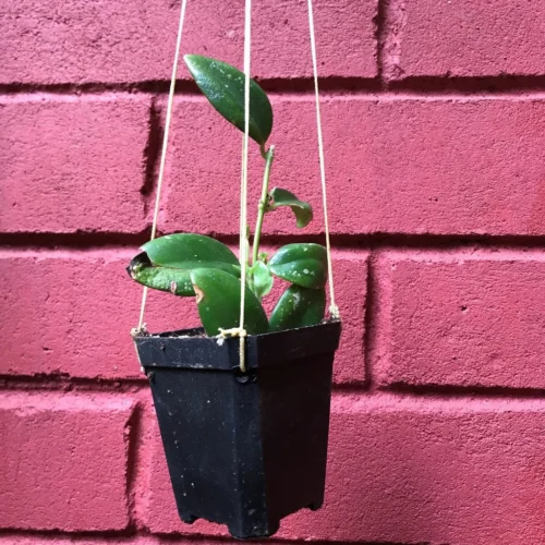 Aeschynanthus Xsplendidus Plant -Plant Life Decor Shop Orangelipsticknewvariety