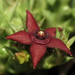 Orbea Semota Succulent Plant