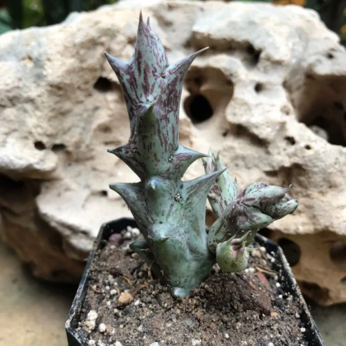 Orbea Decaisneana Succulent Plant -Plant Life Decor Shop OrbeaDecaisneana 3