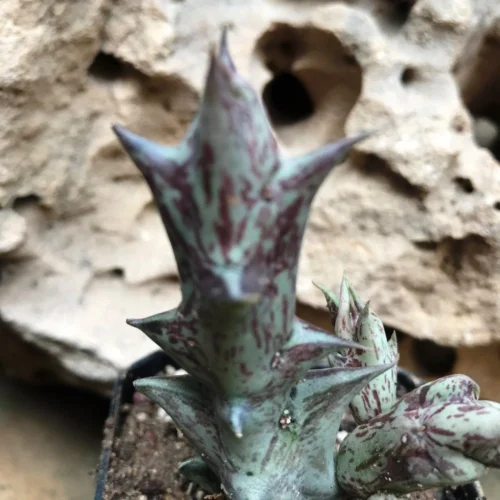 Orbea Decaisneana Succulent Plant -Plant Life Decor Shop OrbeaDecaisneana 4