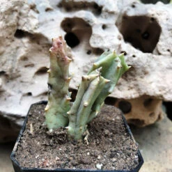 Orbea Melanantha Succulent Plant -Plant Life Decor Shop OrbeaMelanantha 5