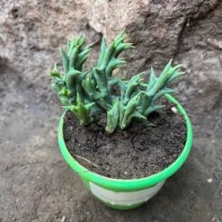 Orbea Semota Var. Lutea Succulent Plant 8 Orbea Semota Var. Lutea Succulent Plant -Plant Life Decor Shop OrbeaSemotaLutea 1