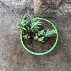 Orbea Semota Var. Lutea Succulent Plant 7 Orbea Semota Var. Lutea Succulent Plant -Plant Life Decor Shop OrbeaSemotaLutea 2