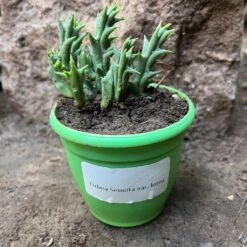 Orbea Semota Var. Lutea Succulent Plant 9 Orbea Semota Var. Lutea Succulent Plant -Plant Life Decor Shop OrbeaSemotaLutea