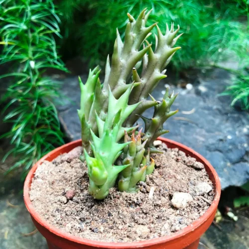 Orbea Verrucosa Succulent Plant -Plant Life Decor Shop Orbea Verrucosa 3