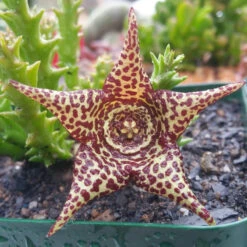 Orbea Verrucosa Succulent Plant