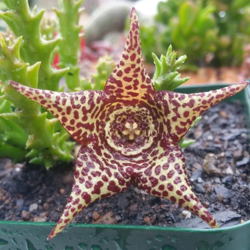 Orbea Verrucosa Succulent Plant