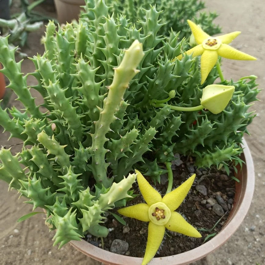 Orbea Semota Var. Lutea Succulent Plant 2 Orbea Semota Var. Lutea Succulent Plant - Image 2