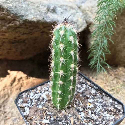 Oreocereus Hendriksenianus Cactus Plant -Plant Life Decor Shop Orecereushendriksenianus 2 4bb7bfa1 02d3 4a8d 9e5e 9e47b400c4b8