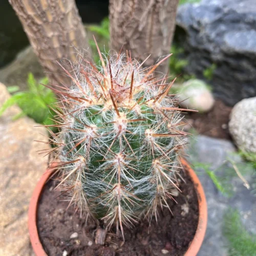 Oreocereus Celsinious Cactus Plant 9 Oreocereus Celsinious Cactus Plant -Plant Life Decor Shop OreocereusCelsiniousCactus 1
