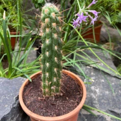 Oreocereus Hendriksenianus Cactus Plant