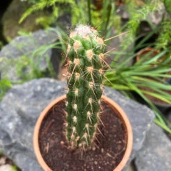 Oreocereus Hendriksenianus Cactus Plant 13 Oreocereus Hendriksenianus Cactus Plant -Plant Life Decor Shop OreocereusHendriksenianus 2
