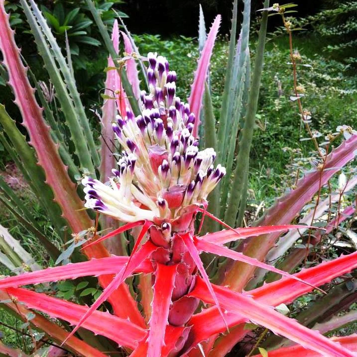 Ananas Comosus Champaca Plant 1 Ananas Comosus Champaca Plant