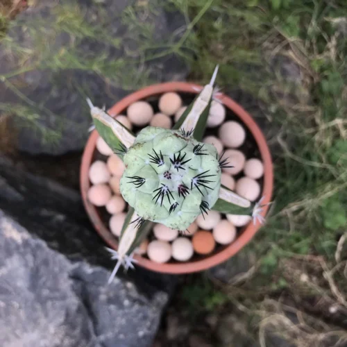 Ortegocactus Macdougallii Cactus Plant -Plant Life Decor Shop Ortegocactus Macdougalli 3