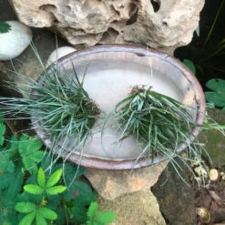 Singe Bonsai Ceramic Tray Set -Plant Life Decor Shop OvalBonsaiTray Set 23x17x7 1170gms 1