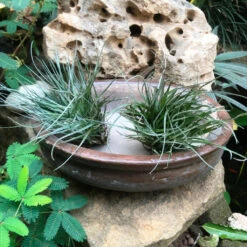 Singe Bonsai Ceramic Tray Set -Plant Life Decor Shop OvalBonsaiTray Set 23x17x7 1170gms 3