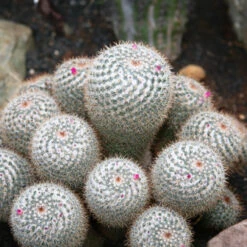 Mammillaria Parkinsonii Owl Eye Cactus Plant