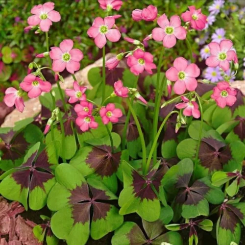 Oxalis 'Iron Cross' (Bulbs)