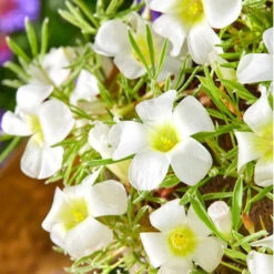 Oxalis 'White Spider' (Bulbs)