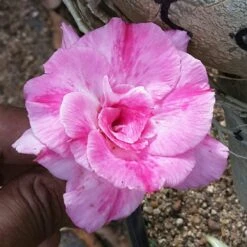Pink Picotee Adenium Plant