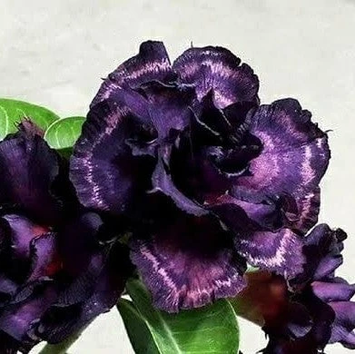 Starling Beauty Adenium Plant 1 Starling Beauty Adenium Plant