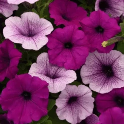 Petunia Easy Wave Mix Pl Pudding Flower Seeds