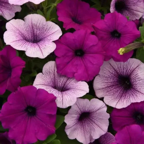 Petunia Easy Wave Mix Pl Pudding Flower Seeds