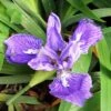 Iris Tectorum Plant