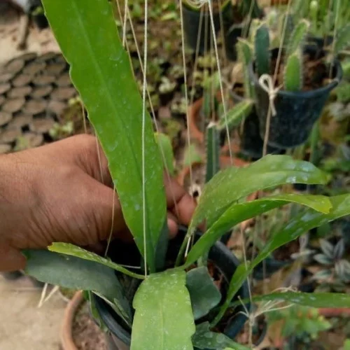 Epiphyllum Oxypetalum Queen Of The Night Plant -Plant Life Decor Shop PHOTO 2019 06 25 13 55 27