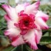 Pink Aroma Adenium Plant