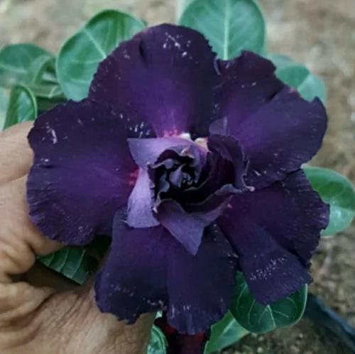 Dusky Glaze Adenium Plant