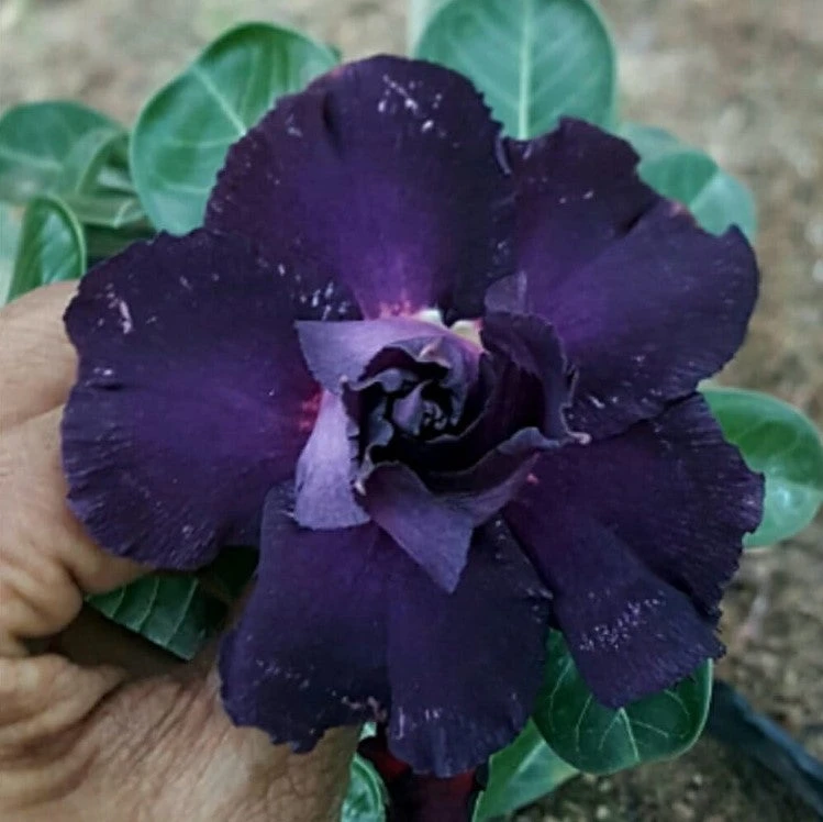 Dusky Glaze Adenium Plant 1 Dusky Glaze Adenium Plant