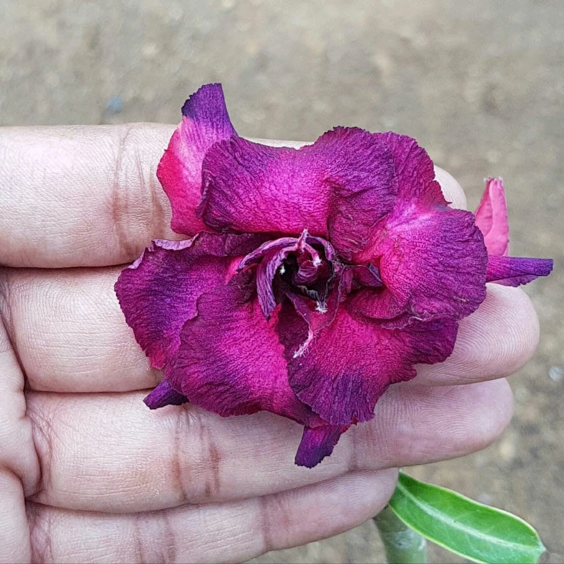 Mulberry Ombre Adenium Plant 1 Mulberry Ombre Adenium Plant