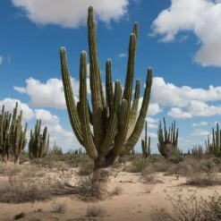 Pachycereus Pringlei Cactus Plant -Plant Life Decor Shop Pachycereus pringlei 961f8c8d 3037 4ddb bcc9 3280374f92b5