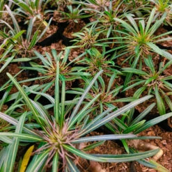 Pachypodium Geayi Succulent Plant -Plant Life Decor Shop PachypodiumGeayi