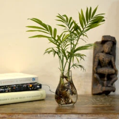 Parlor Palm Water Terrarium Kit