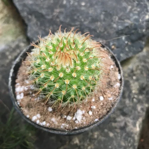 Parodia Chrysacanthion Cactus Plant -Plant Life Decor Shop Parodiachrysocantha 1